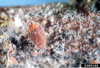 Fig. 09C: Photograph of a woolly apple aphid.